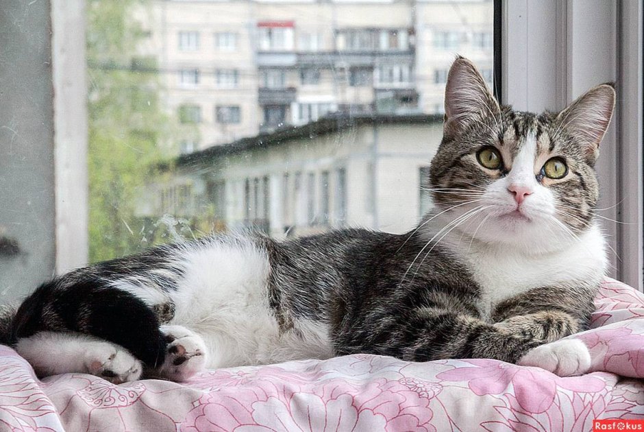 Домашняя беспородная кошка