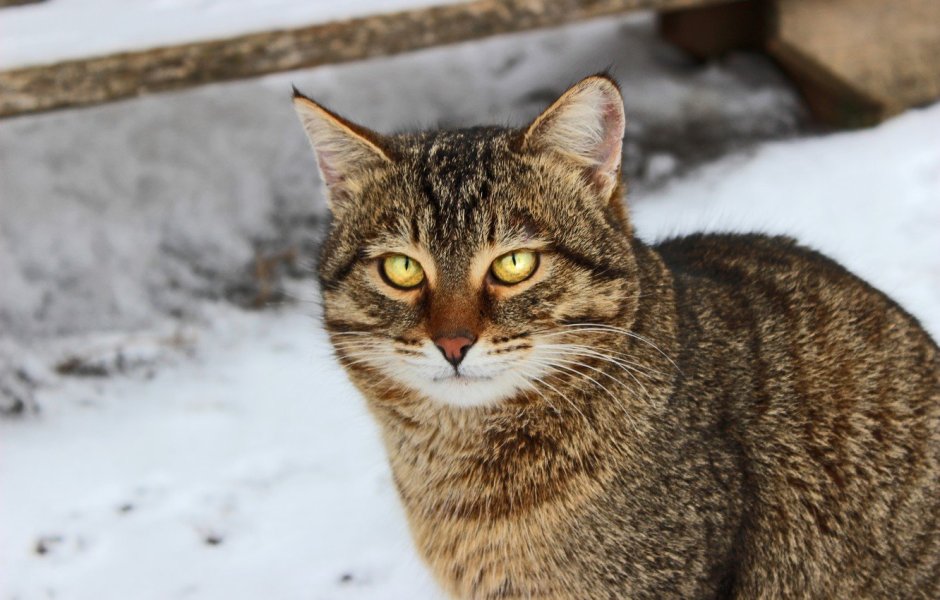 Кот зима