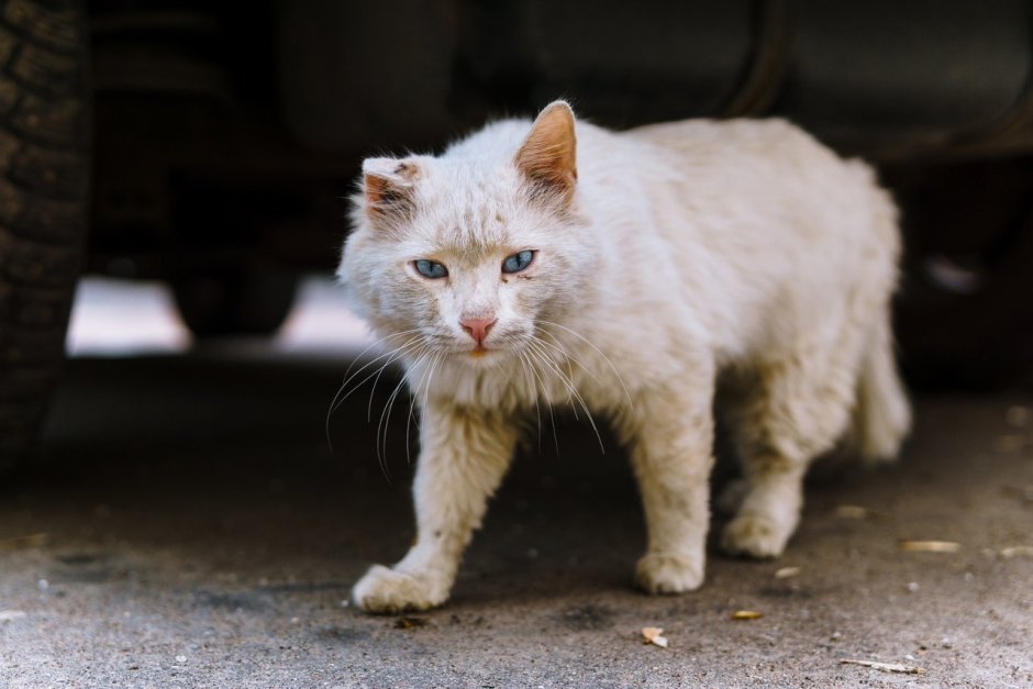 Бездомный белый кот