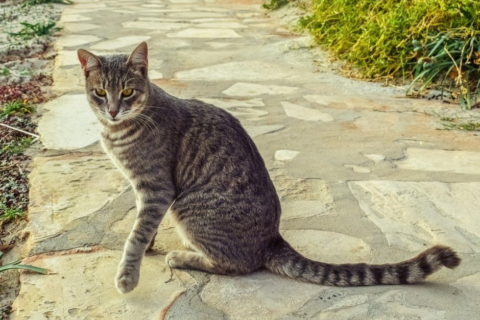 Дворовая кошка табби