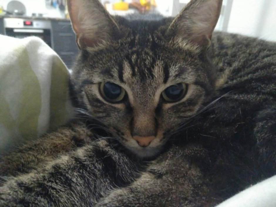 Двортерьер кот
