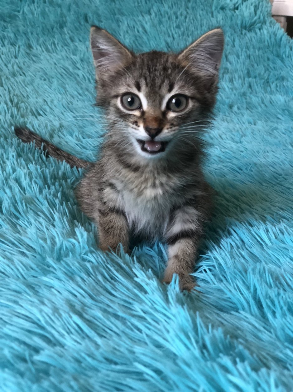 Кот дворняга