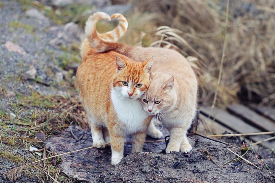 Дикие коты пары