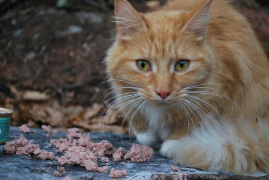 Кот дворняжка рыжий