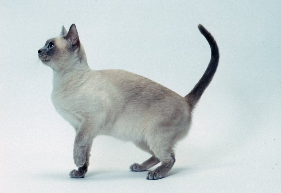 Тонкинез кошка