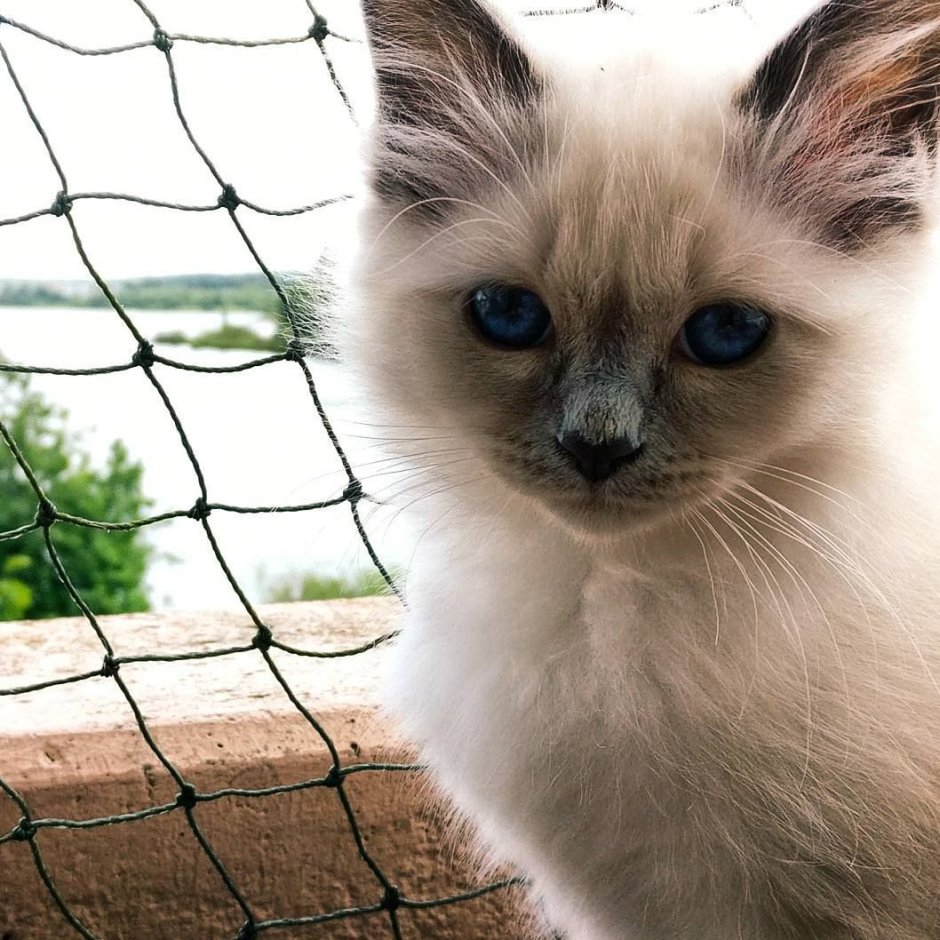 Russian Blue + Birman Cat = ?