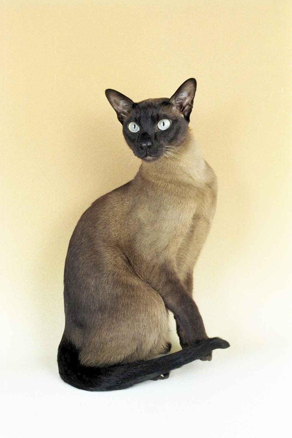 Тонкинская кошка