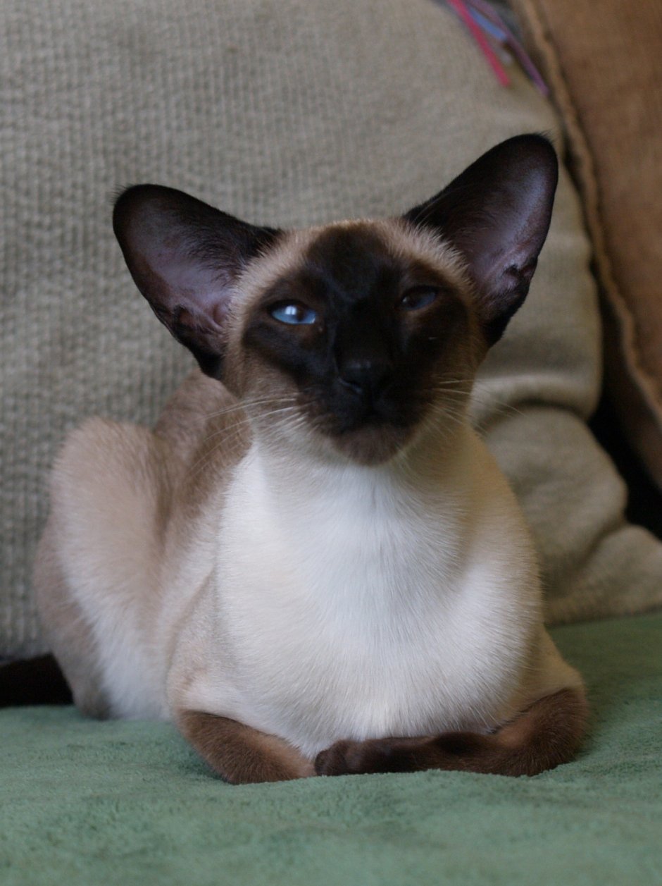 Сиамская кошка