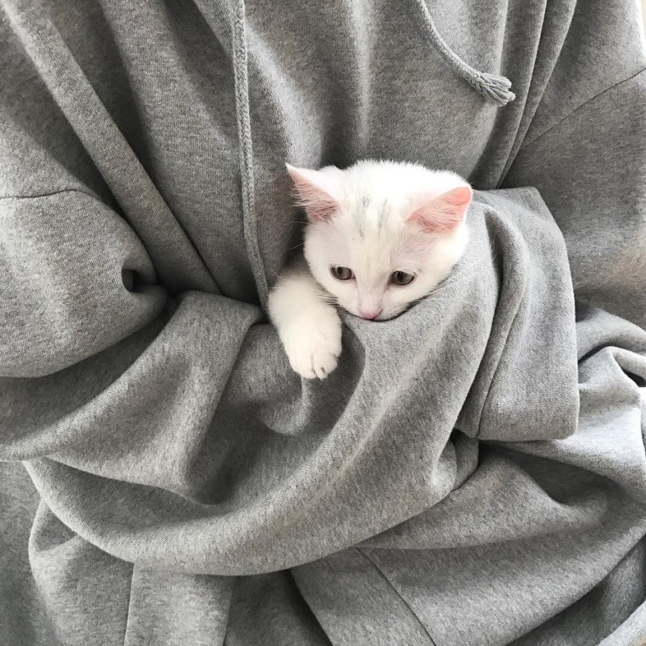 Милые котики Эстетика