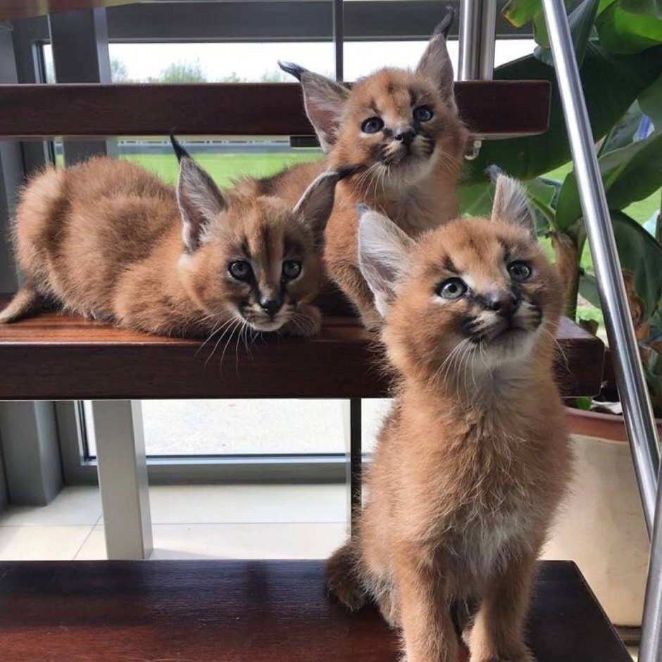 Милые котики Эстетика