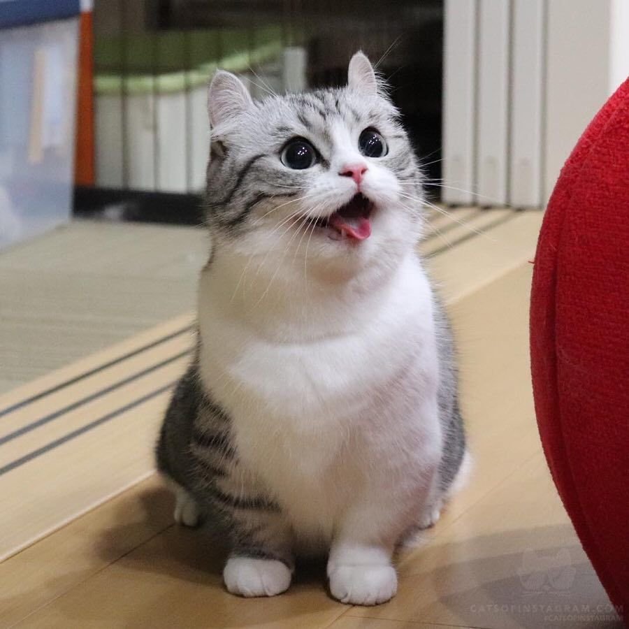 Mugimeshi порода