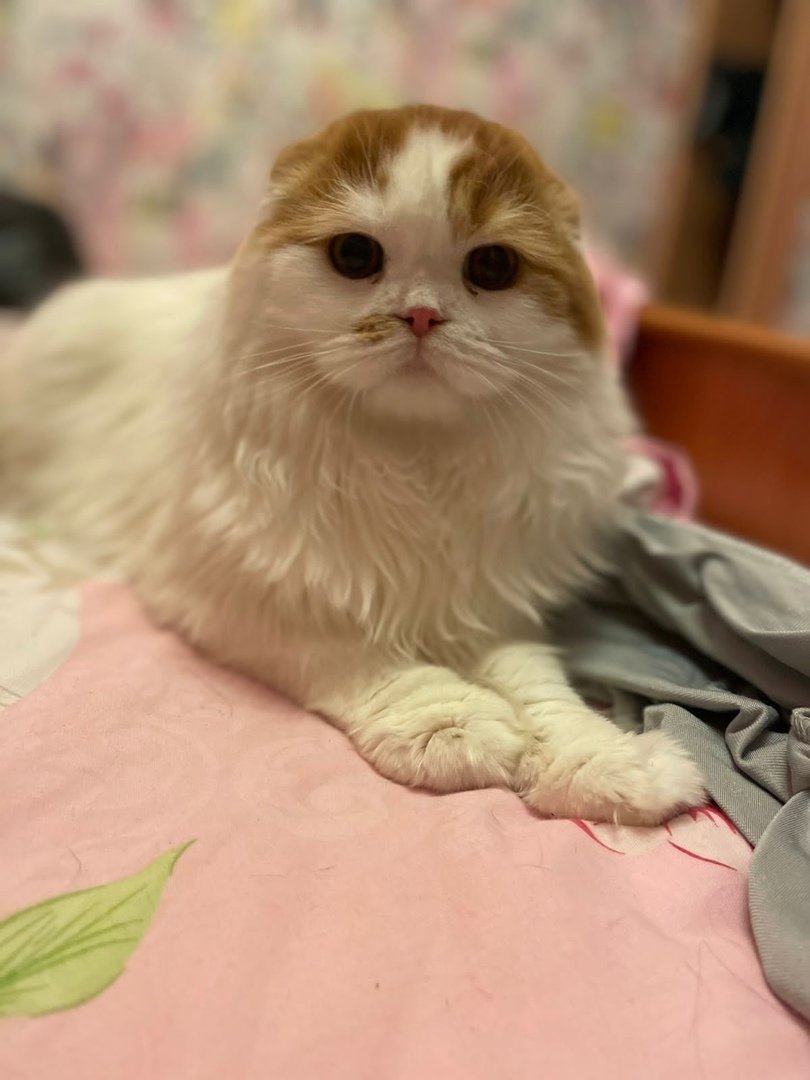 Скоттиш фолд Хосико