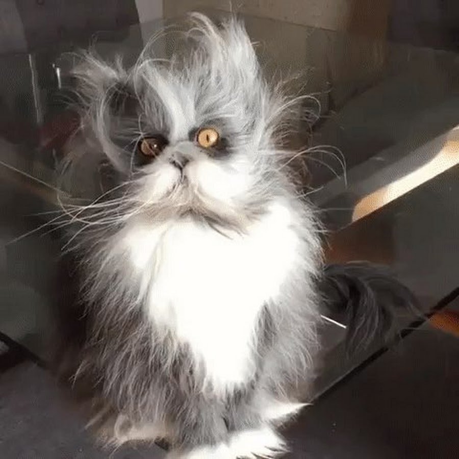 Название породистых кошек