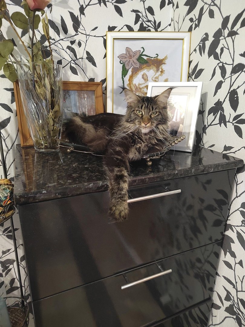 Сиамская и Абиссинская кошка