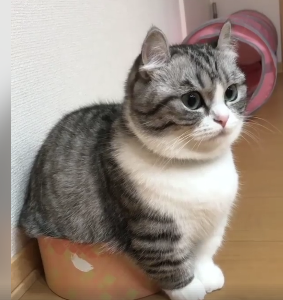 Манчкин (порода кошек)