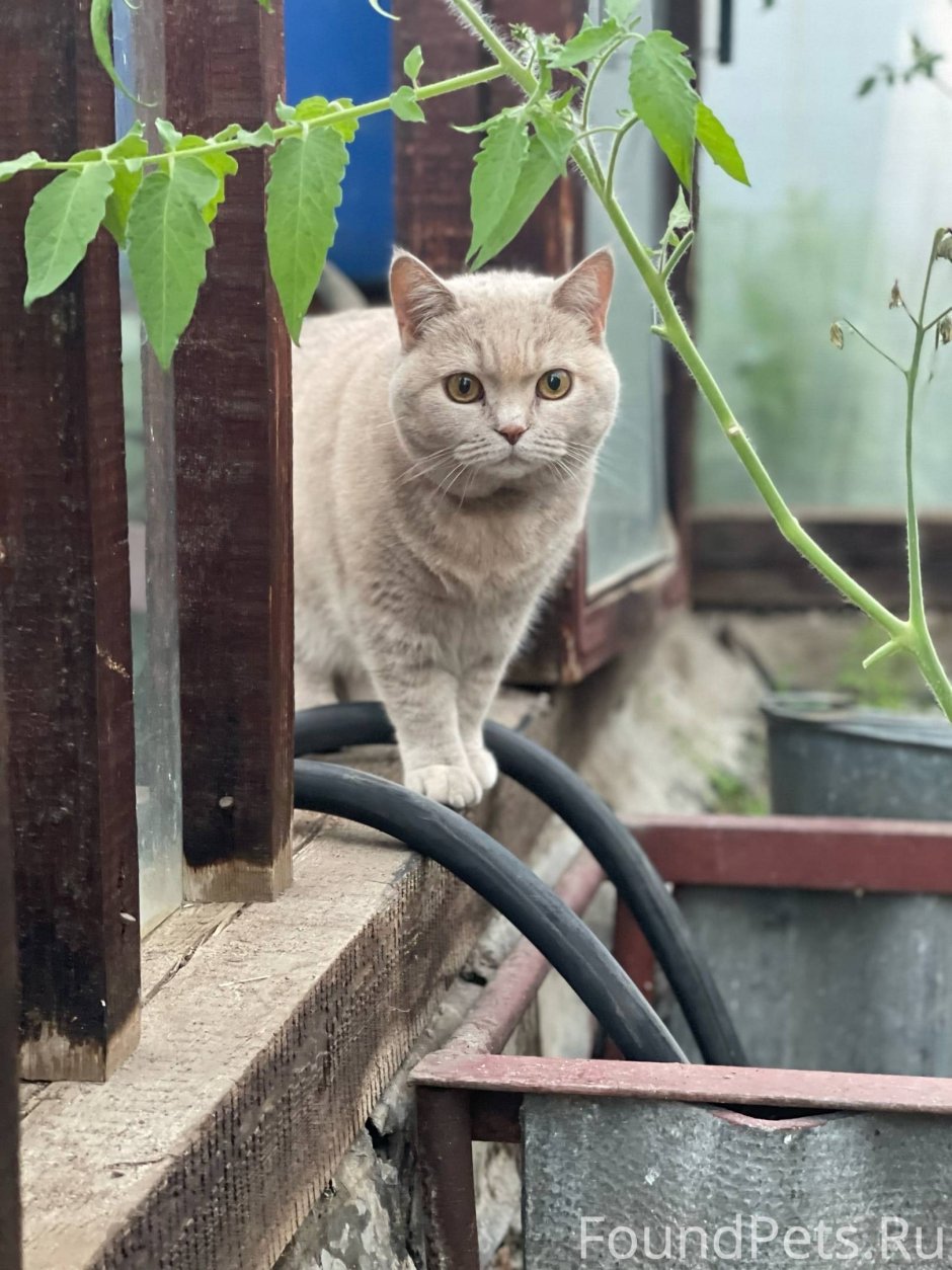 Кошка европейская короткошерстная серая полосатая