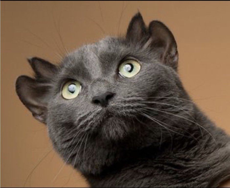 Сиамский кот