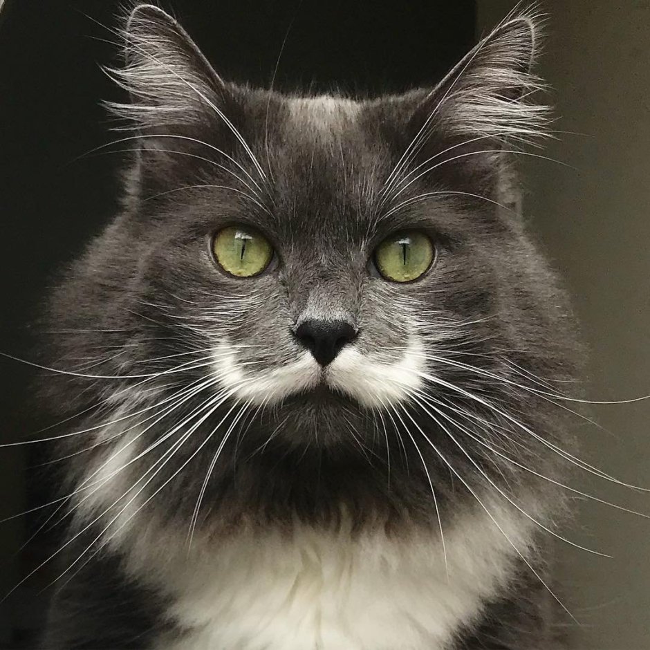 Скоттиш-фолд Шотландская вислоухая