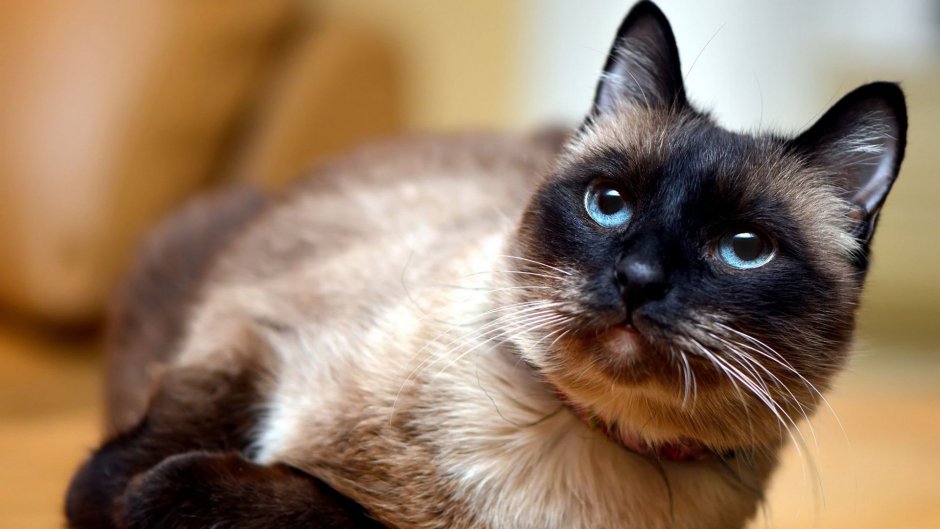 Фрэнк и Луи