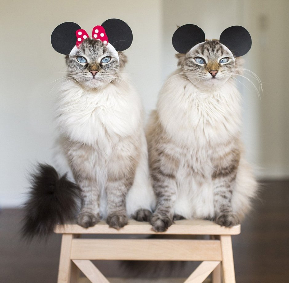 Сиам кошка Сиамская