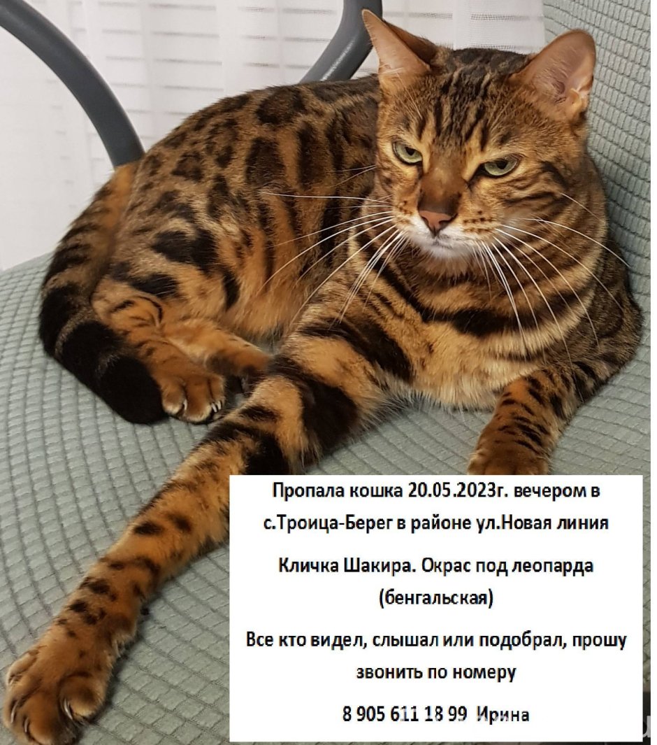 Британская шиншилла Уоби