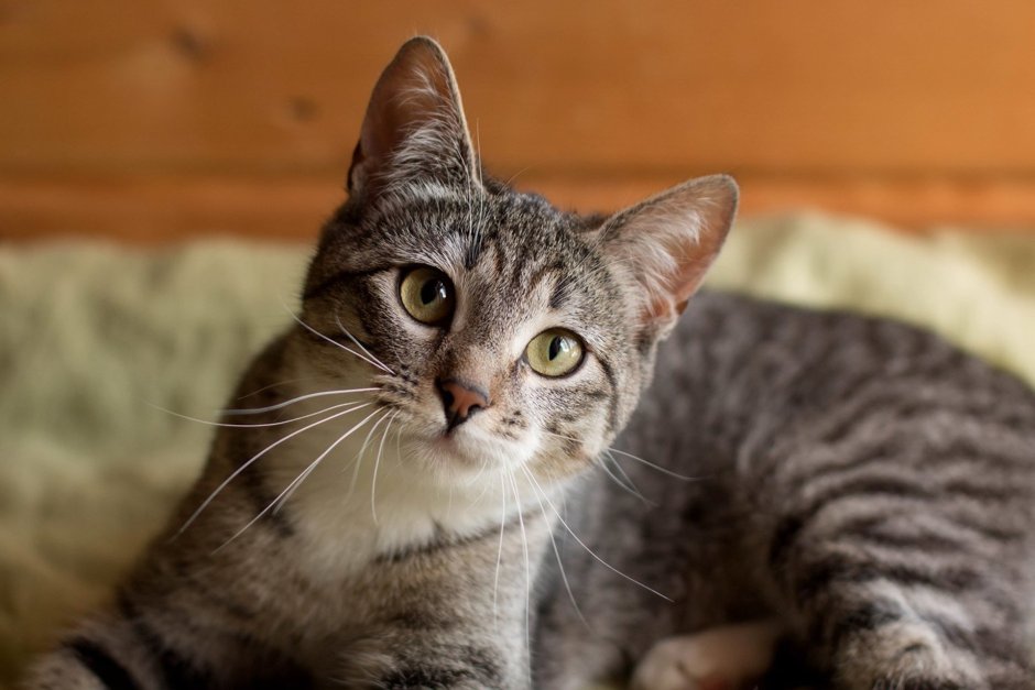 Азиатская табби мраморная