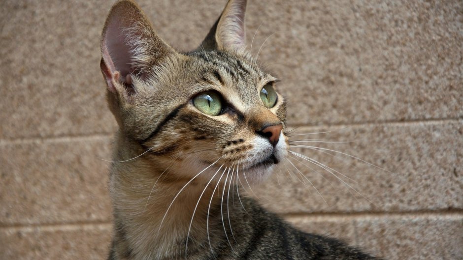 Метис абиссинца