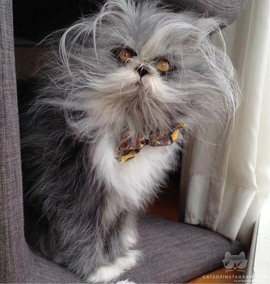 Породы кошек