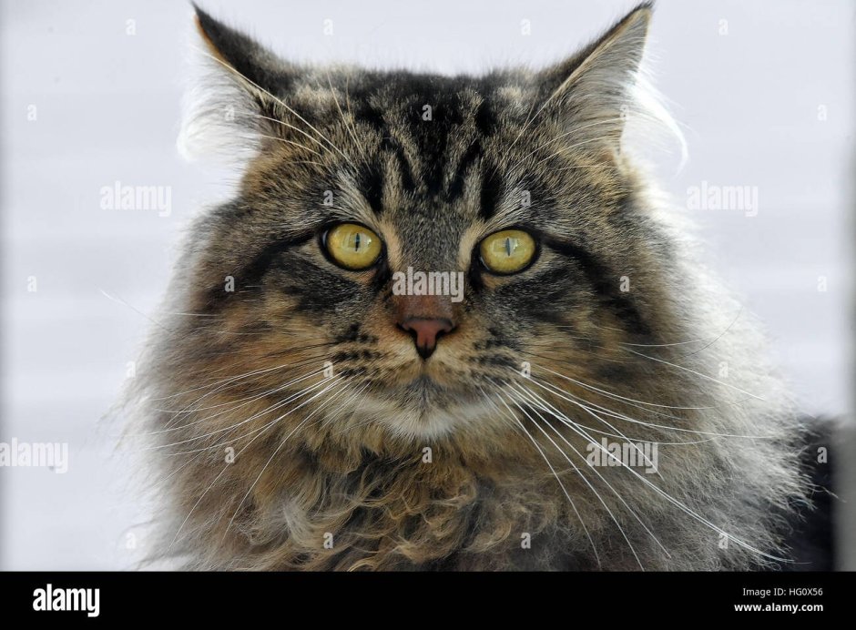 Кот табби макрель