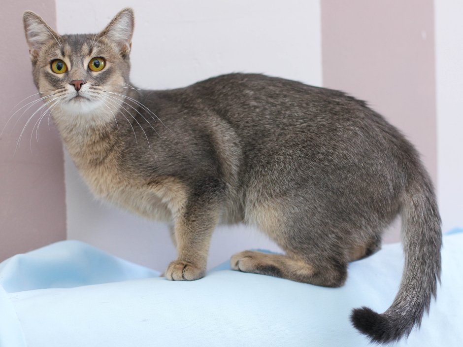 Кот Гамильтон Усатый