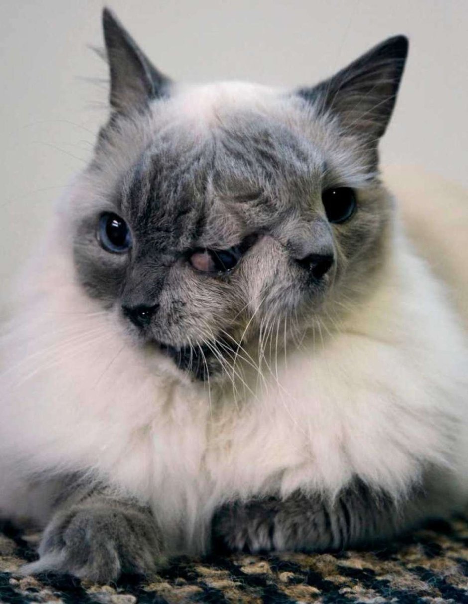 Мейн кун и Ориентал