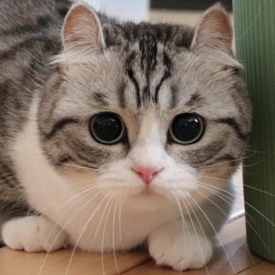 Mugimeshi323 какая порода