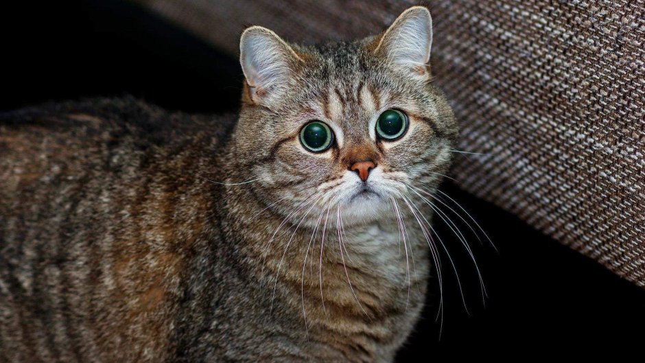 Бомбейский Ориентал порода кошек