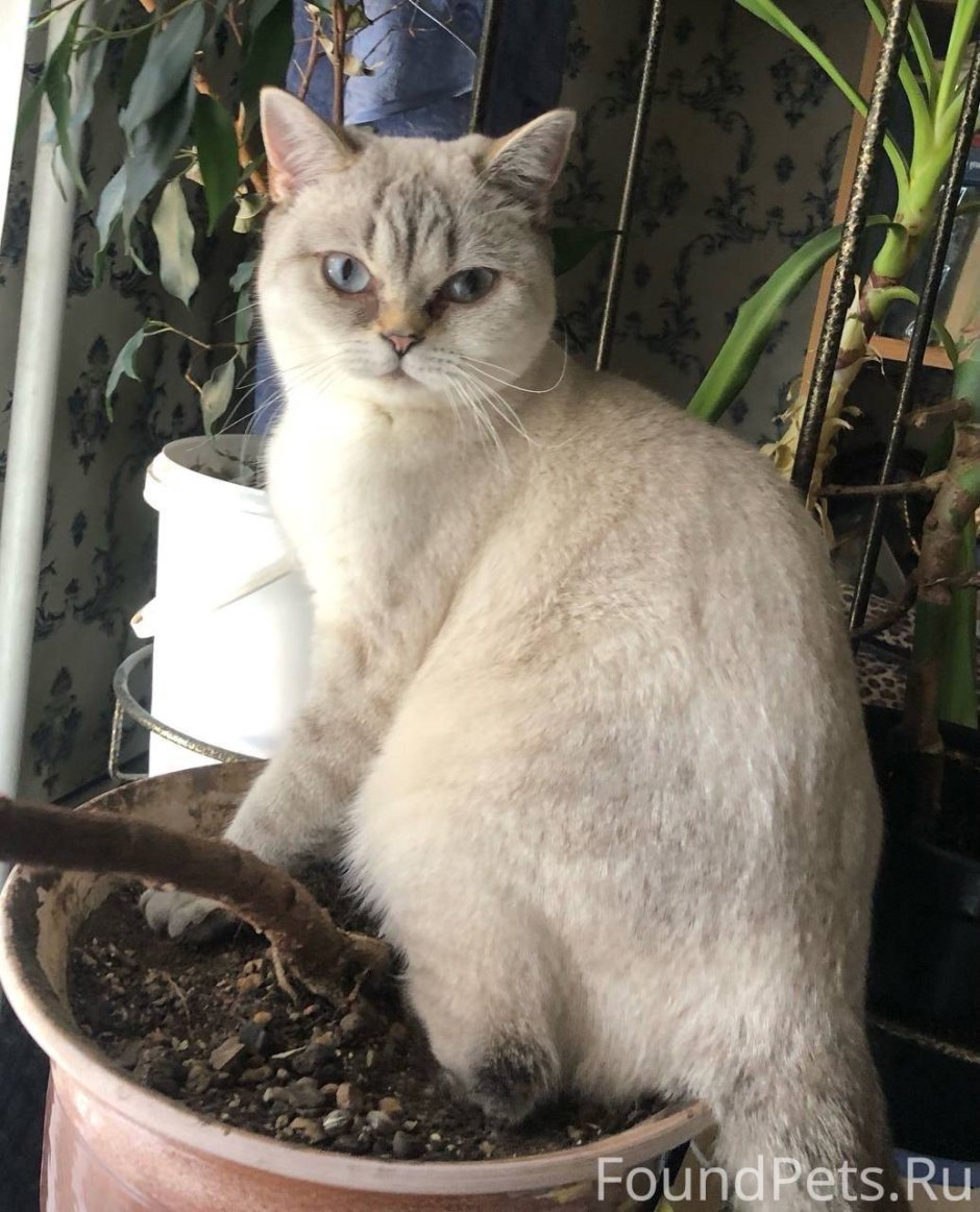 Сомалийская порода кошек