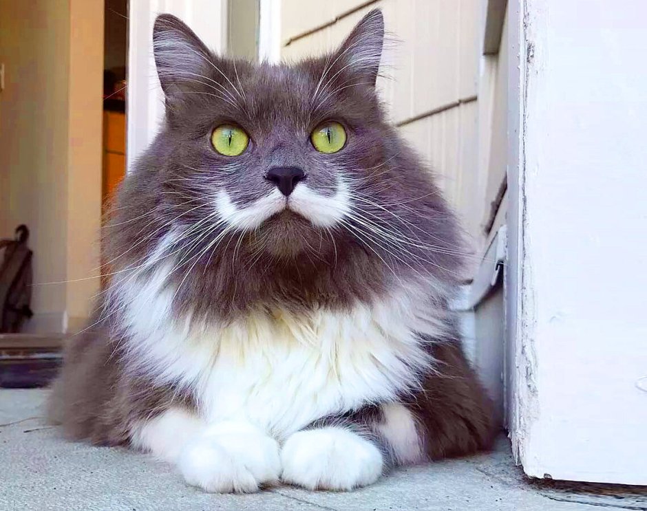 Кот в одежде