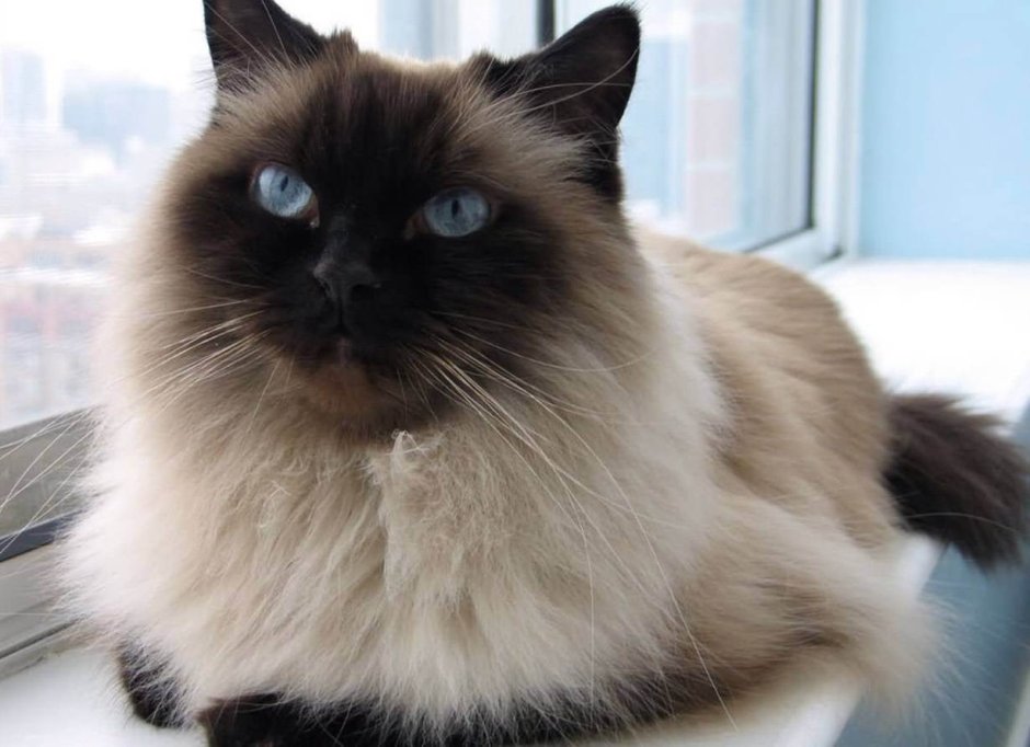 Сиамский Мейн кун