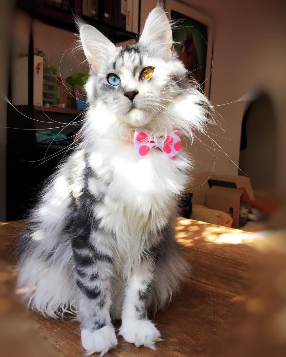 Кот породы Ориентал