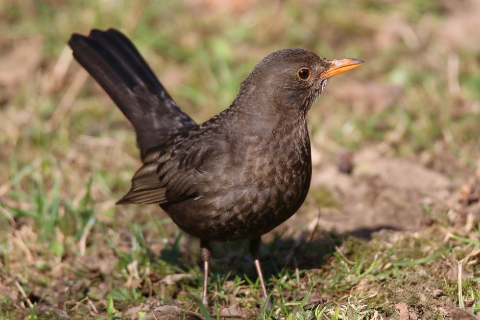 Turdus Merula самка