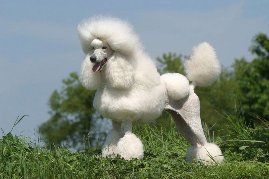 Белый Королевский пудель