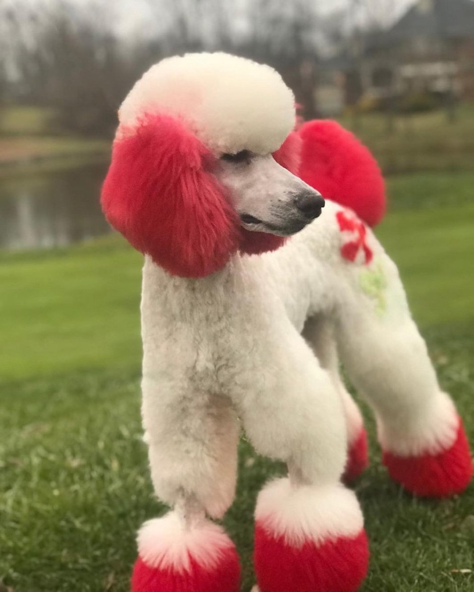 Королевский пудель