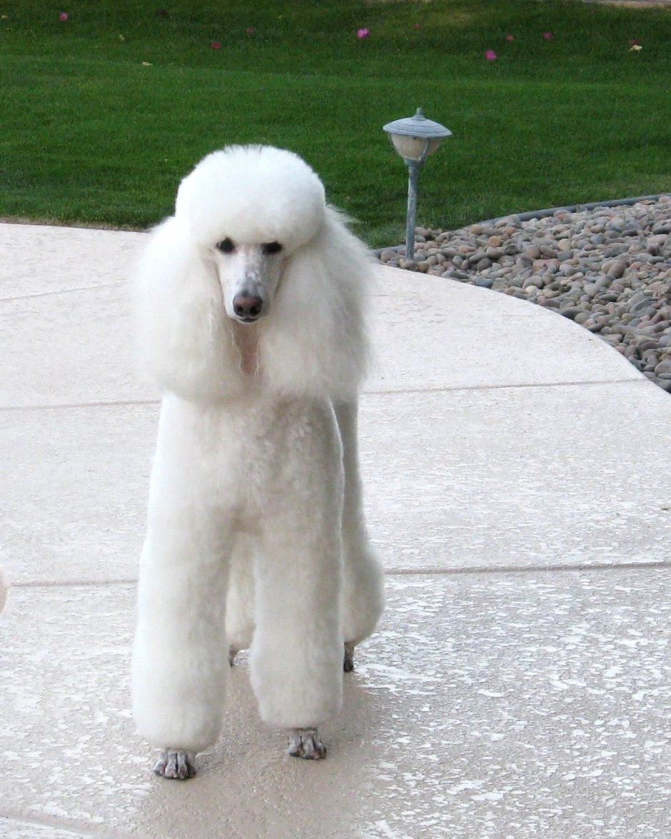 Белый Королевский пудель