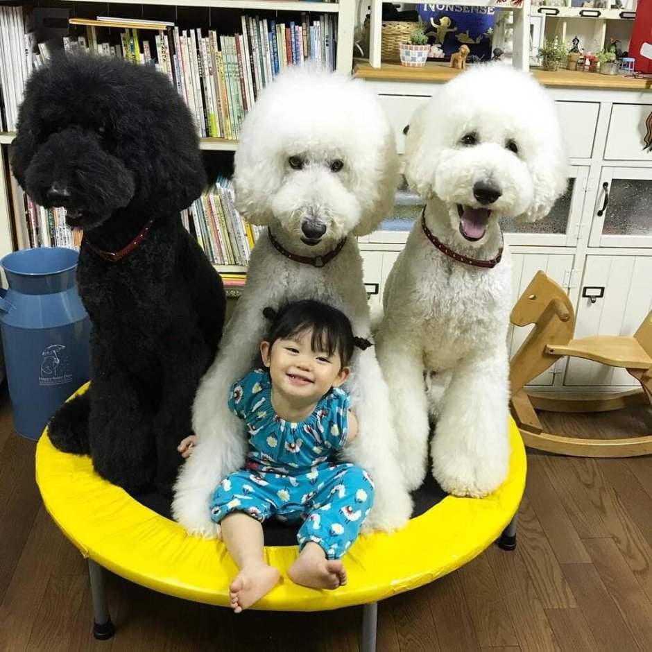 Китайский Королевский пудель