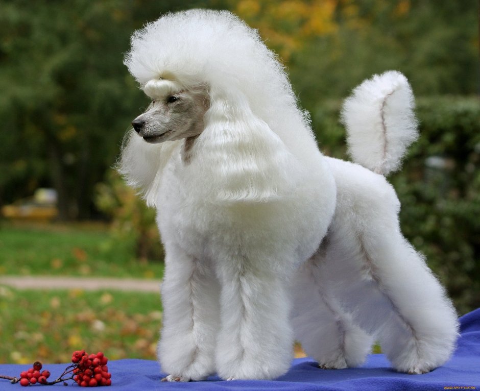 Королевский пудель