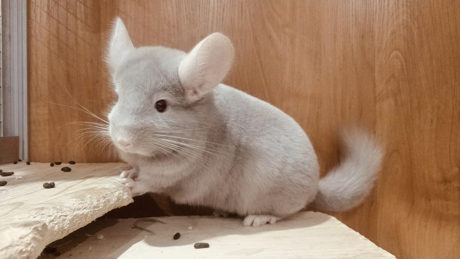 Кошка белая