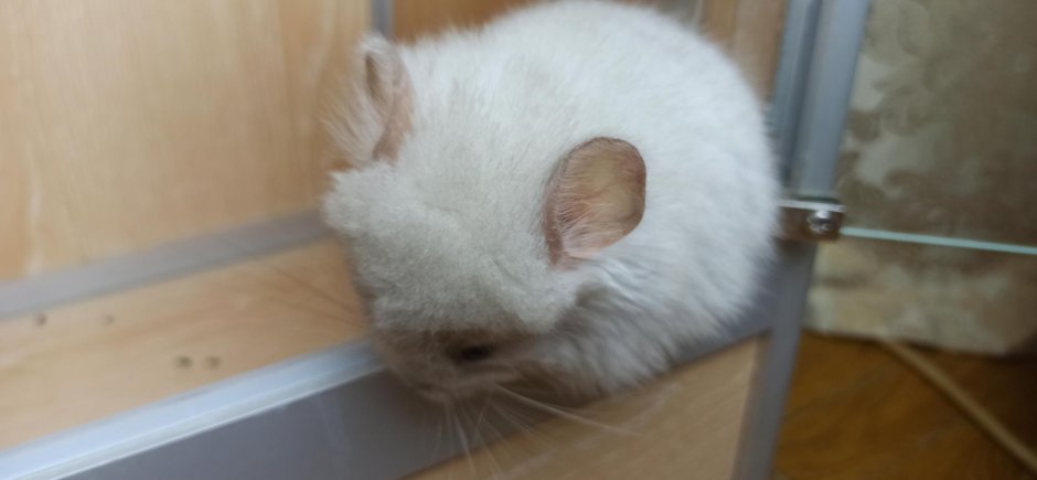 Шиншилла няшная