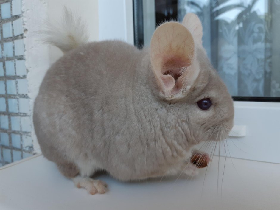 Шиншилла милая