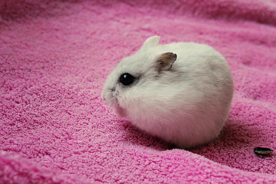 Шиншилла Шуня