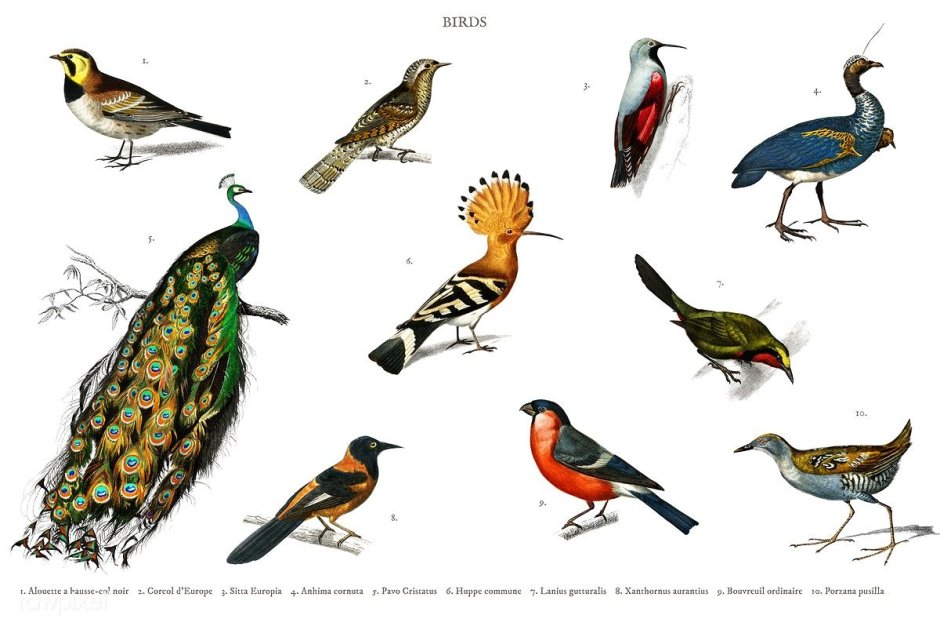Different Types of Birds