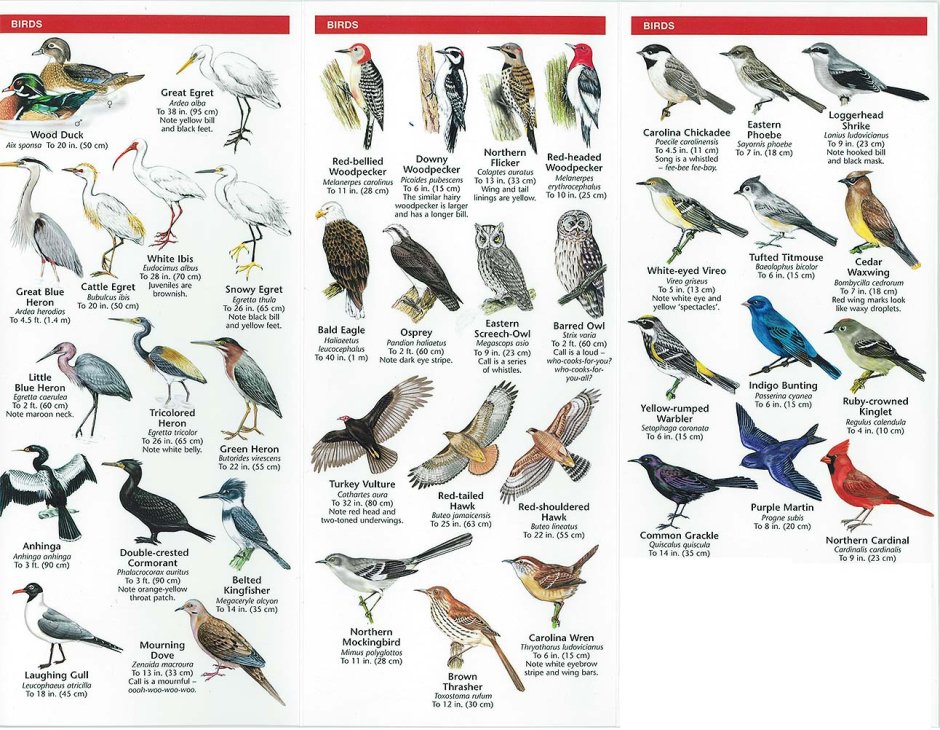 Birds list