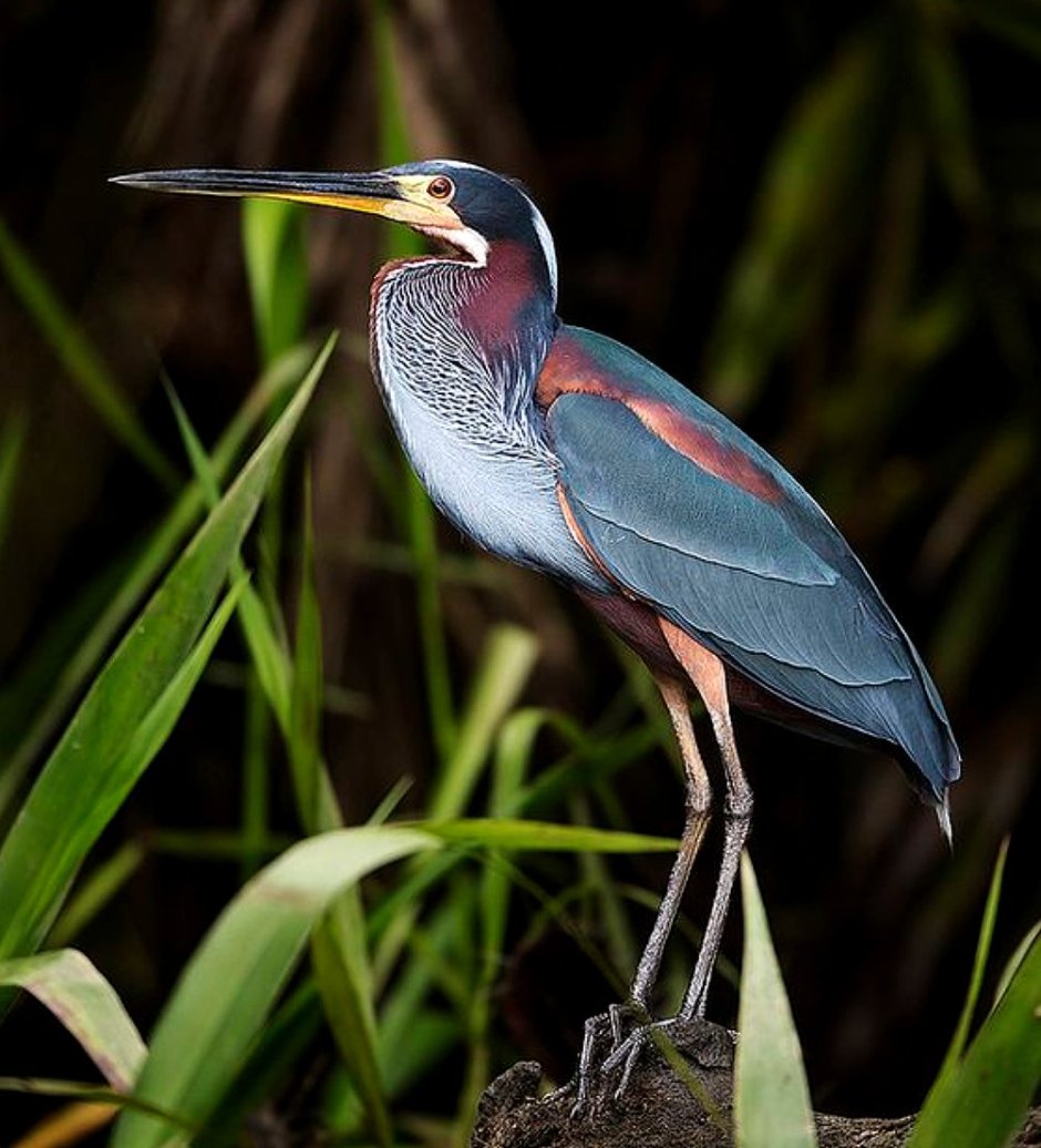 Agami Heron